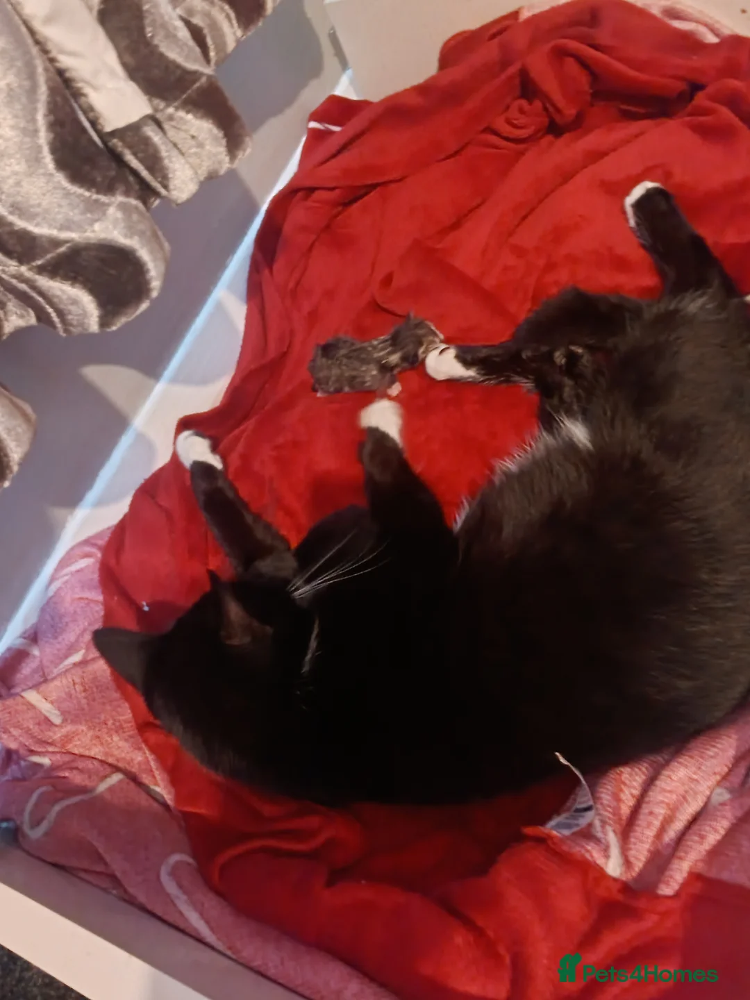 Mixed Breed cats for sale: mixed bread kittens  - Advert 2