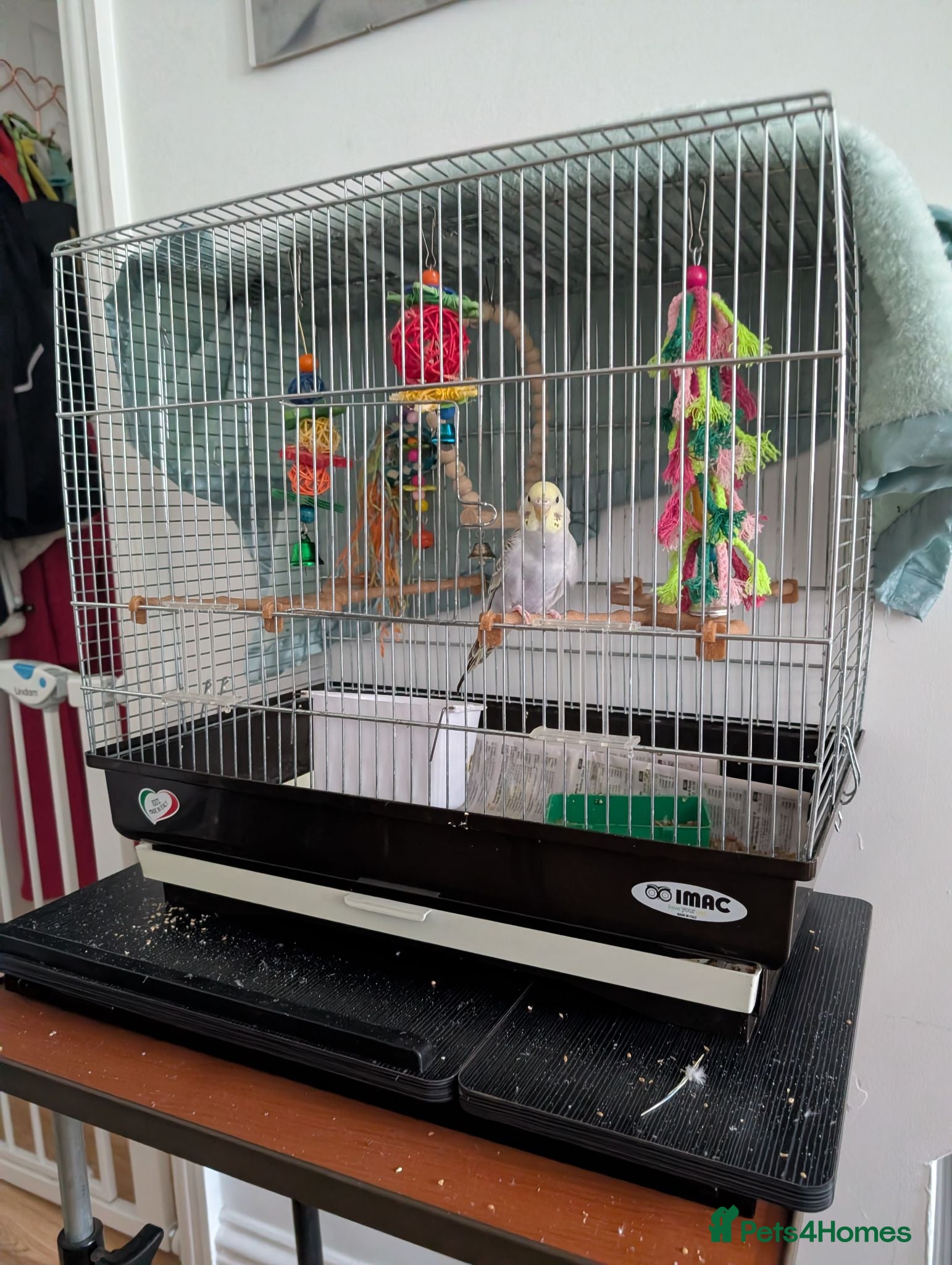 Budgerigars birds Baby budgie with cage  - Advert 1