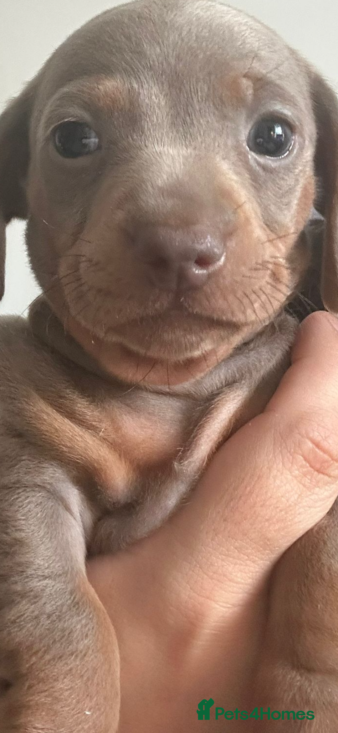 Miniature Dachshund dogs for sale: Kc reg outstanding puppies - Image 2