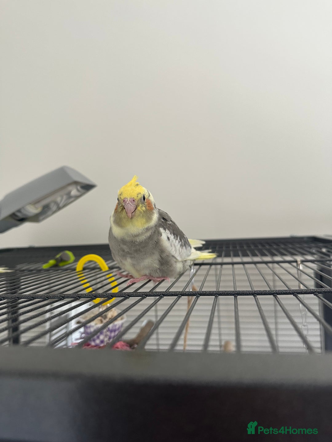 Cockatiels birds for sale: Cockatiel chicks  - Image 6