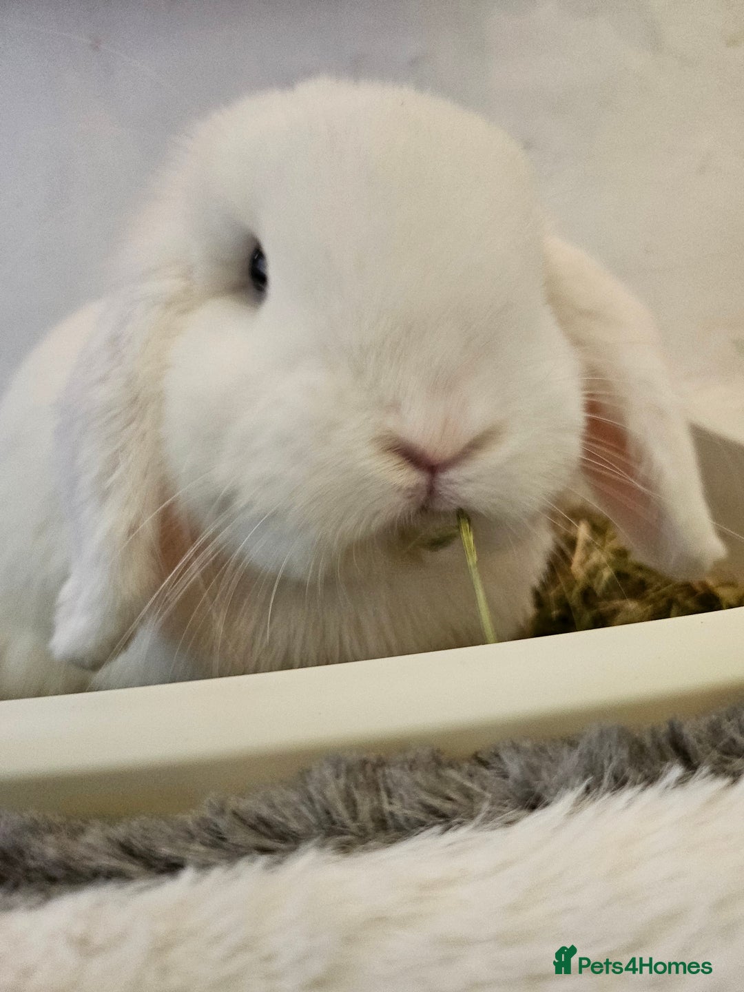 Mini Lop rabbits for sale: Neutered minilop male  - Advert 1