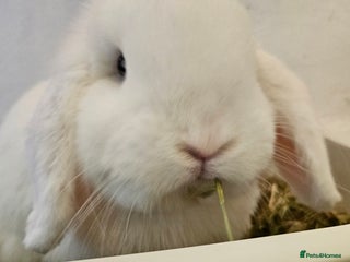 Mini Lop rabbits Neutered minilop male - Advert 1