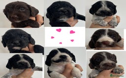 Cocker Spaniel dogs for sale: 8 cocker spaniels for reserve - Image 1