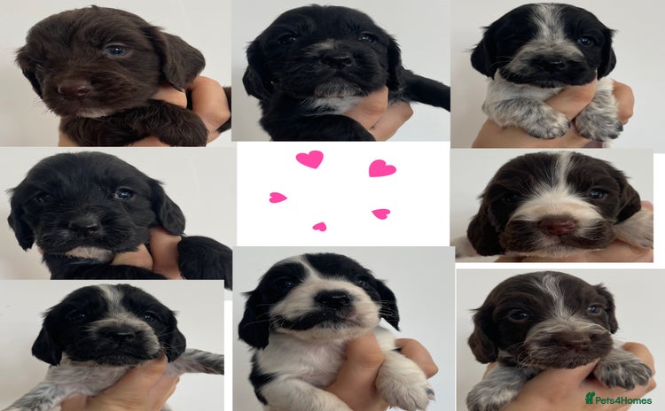 Cocker Spaniel dogs - Advert 11