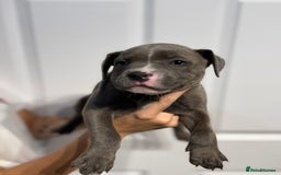 Staffordshire Bull Terrier dogs for sale: Blue Staffordshire bull terrier  - Image 7