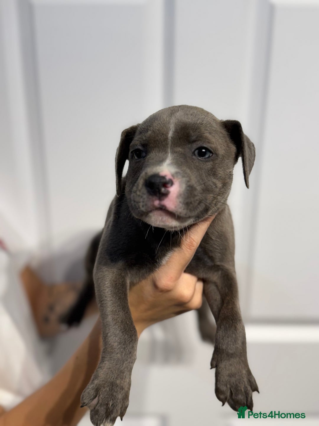 Staffordshire Bull Terrier dogs for sale: Blue Staffordshire bull terrier  - Image 7