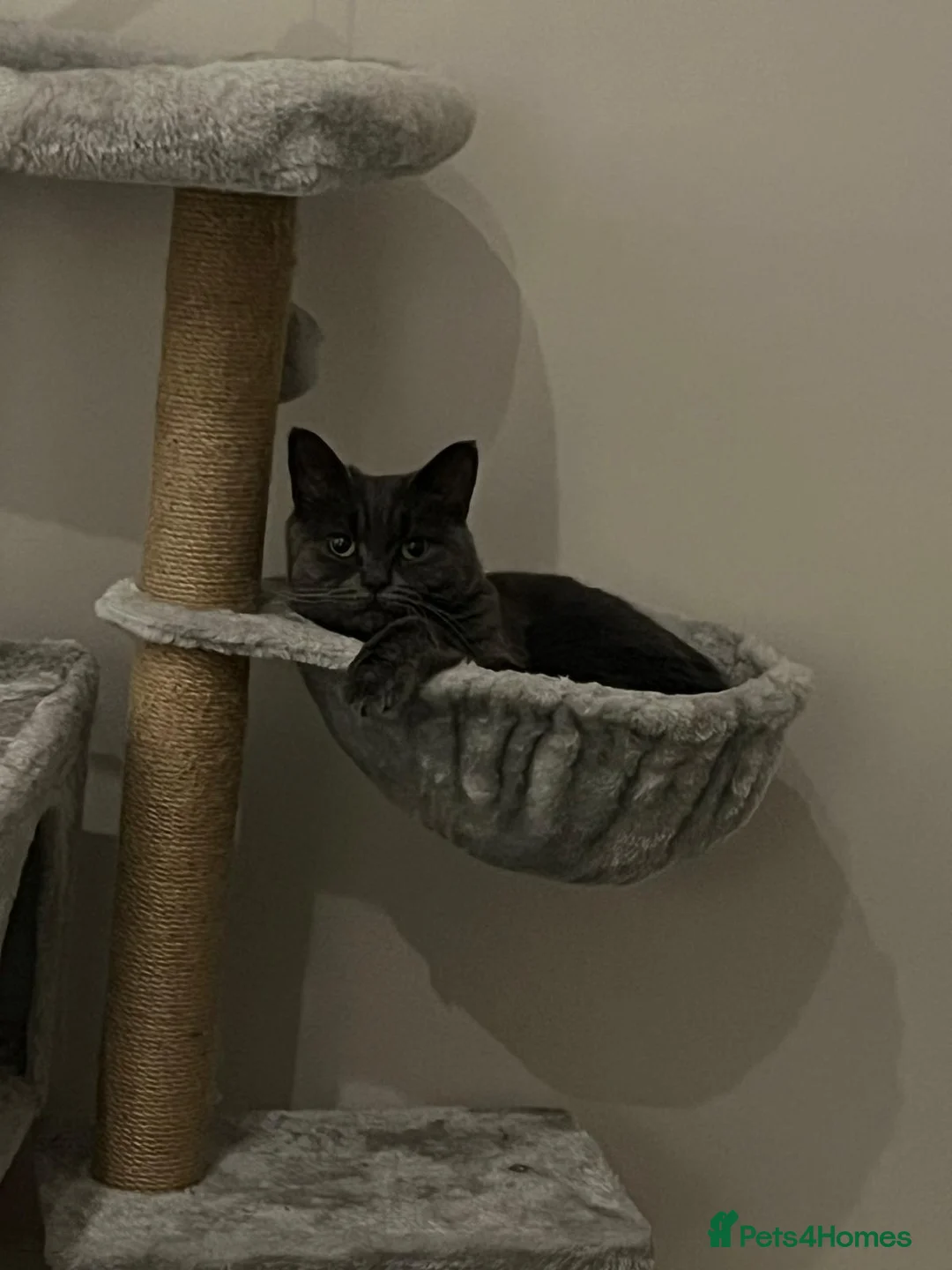 British Shorthair cats for sale: Pebbles- a beautiful 3 year old British Shorthair  - Advert 6