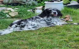 English Setter dogs for adoption: Evo and Rock - Image 9