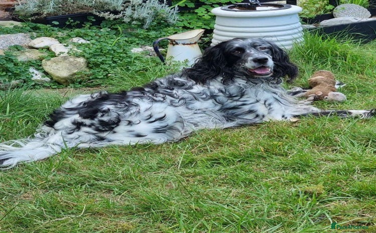 English Setter dogs - Advert 8