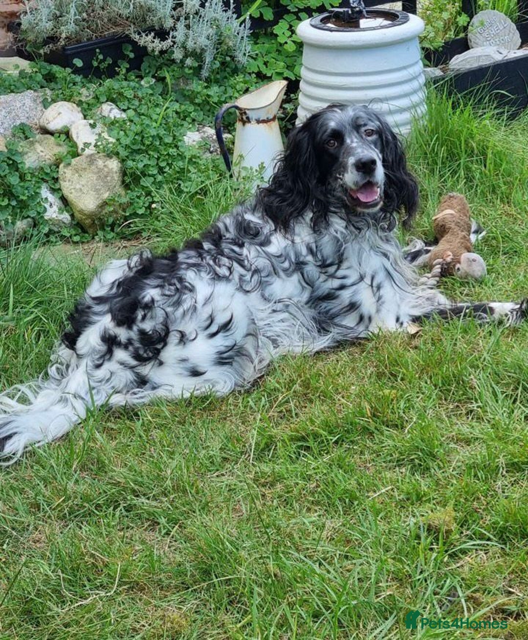English Setter dogs for adoption: Evo and Rock - Image 9