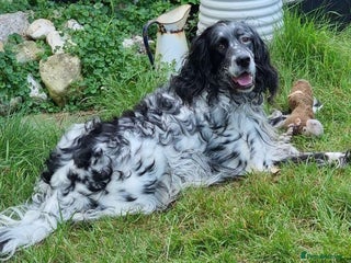 English Setter dogs Rock - Advert 20