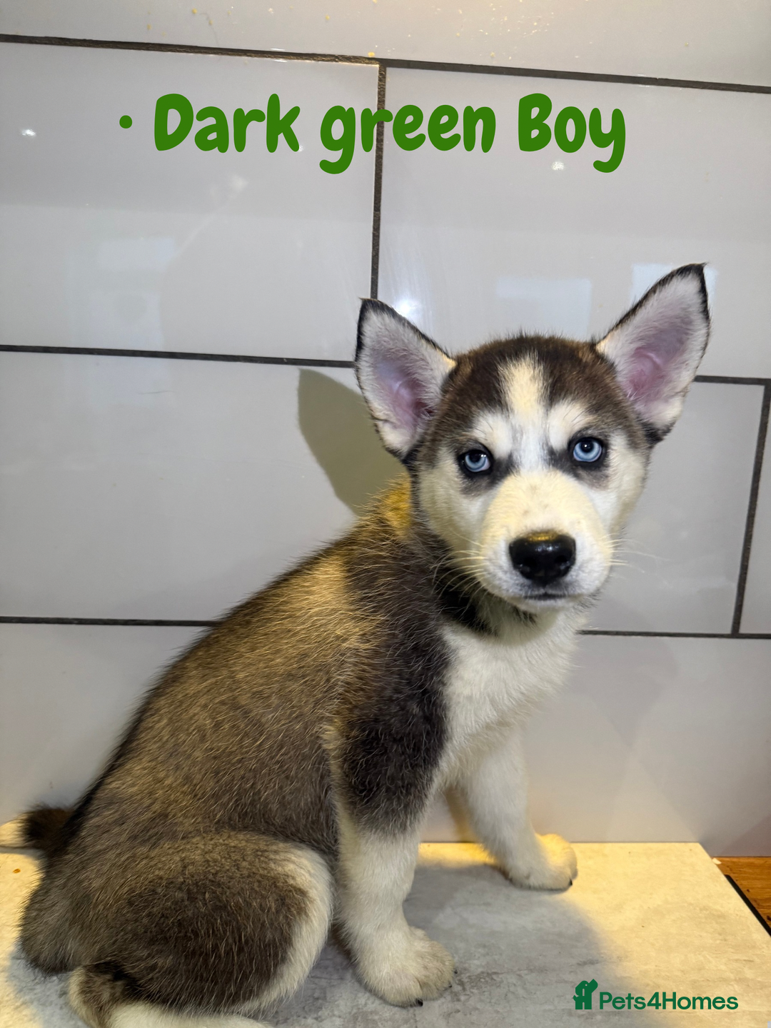 Siberian Husky dogs for sale: Husky Puppies 🩵🩷 - Advert 9