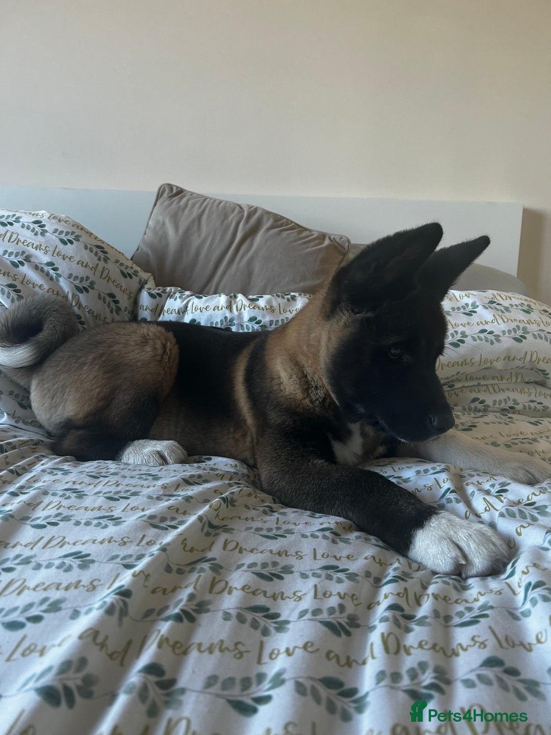 Akita dogs for sale: American Akita puppy looking for new home - Advert 16