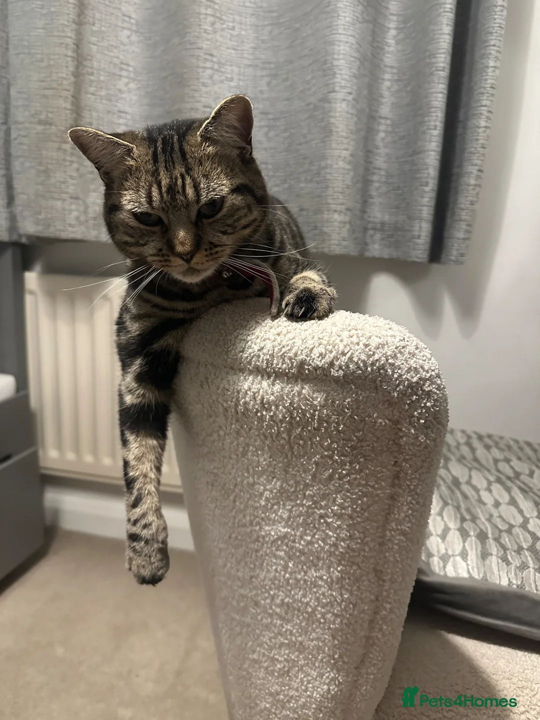 British Shorthair cats for sale: Beautiful half bengal girl  in High Wycombe - Advert 7