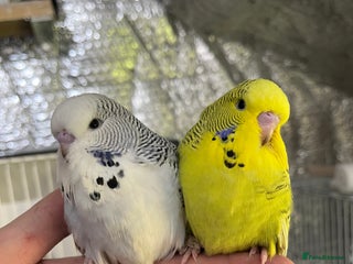 Budgerigars birds - Advert 10