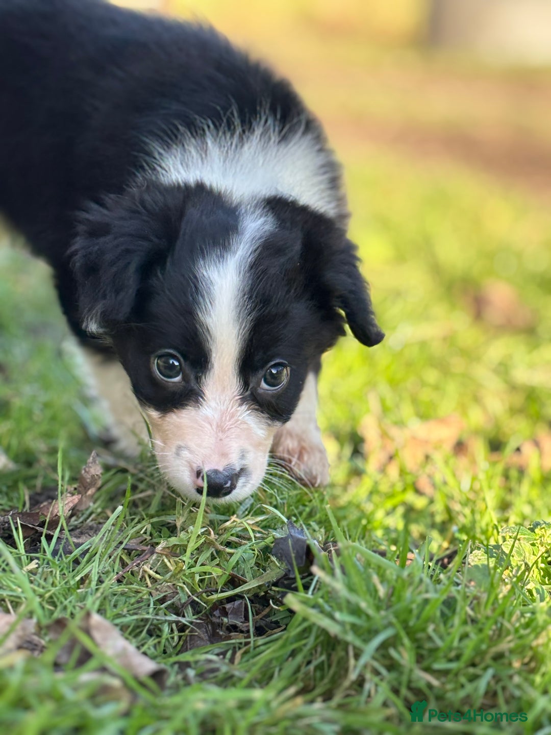 Mixed Breed dogs for sale: Cocker x Collie puppies  - Advert 10