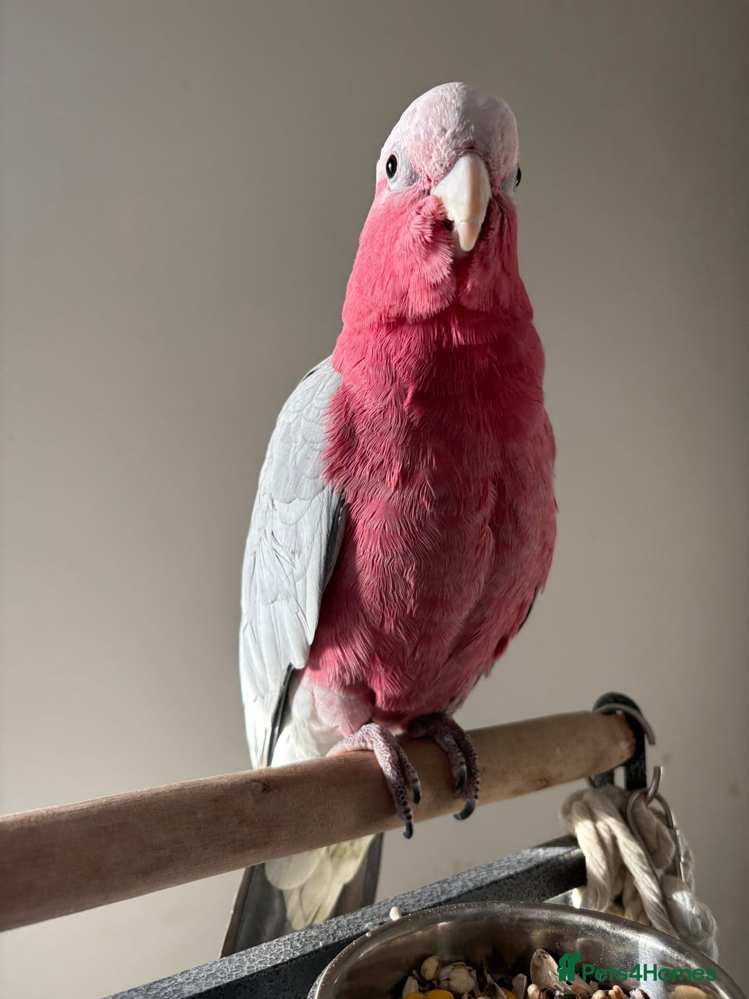 Cockatoo birds for sale: Baby Galah Cockatoo with Cage - Advert 4