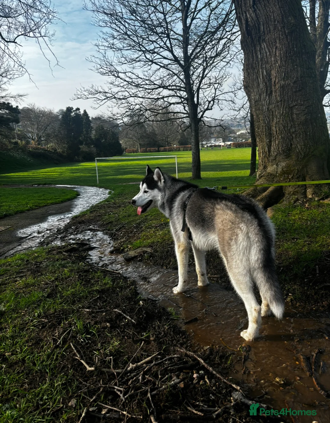 Siberian Husky dogs for sale: 8 month old Siberian husky - Advert 2