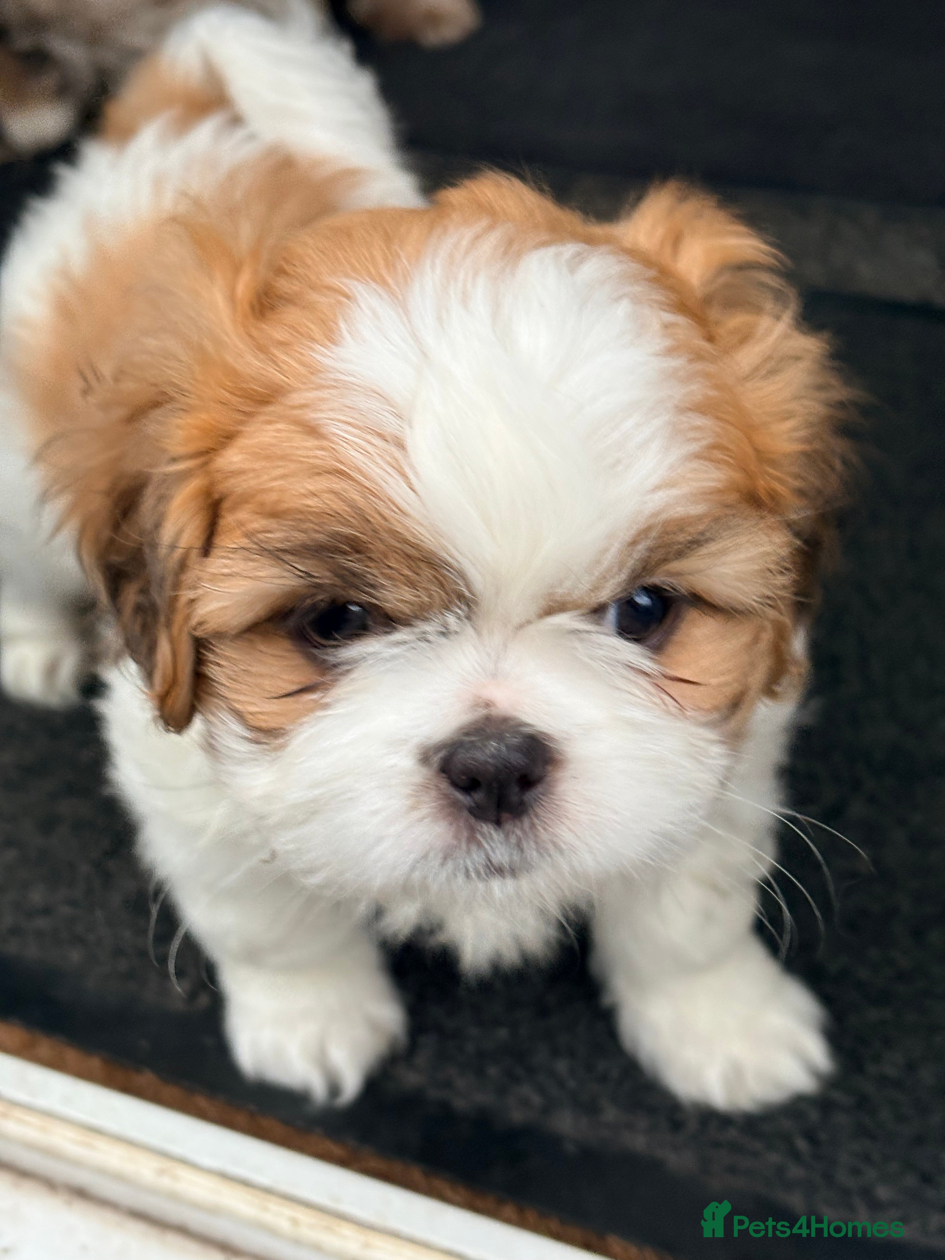 Shih Tzu dogs Adorable puppies  - Advert 17