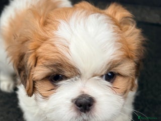Shih Tzu dogs Adorable puppies - Advert 17