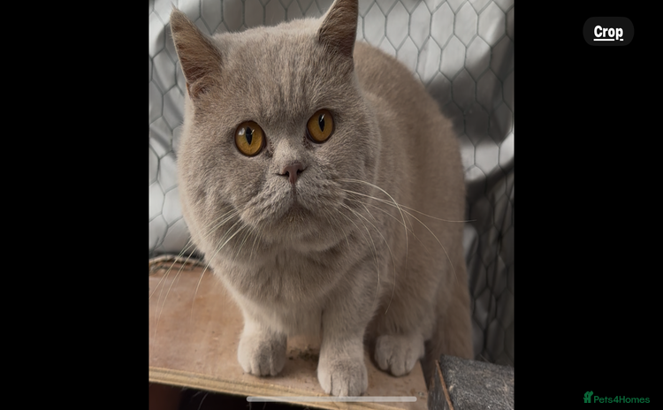 British Shorthair cats in Stockport - Advert 1