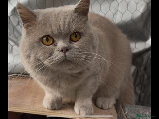 British Shorthair cats in Stockport - Advert 31