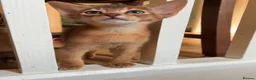 Abyssinian cats for sale: TICA 5* pedigree Abyssinian Kittens  - Advert 7