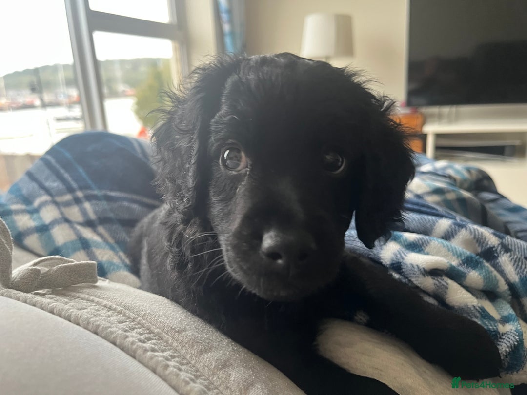 Cavapoo dogs for sale: Our clever little Ricki is ready to leave now!  - Image 1