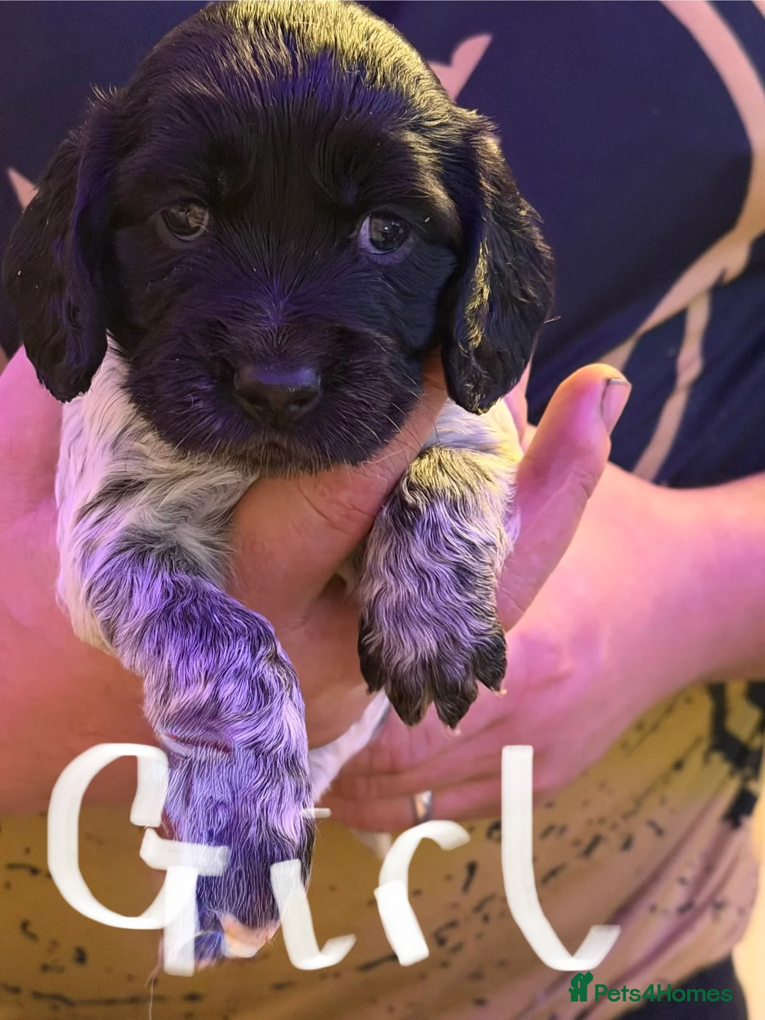 Mixed Breed dogs for sale: Sprocker puppies  - Advert 3