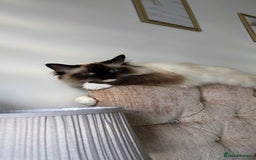 Ragdoll cats for sale: Enzo  - Image 3