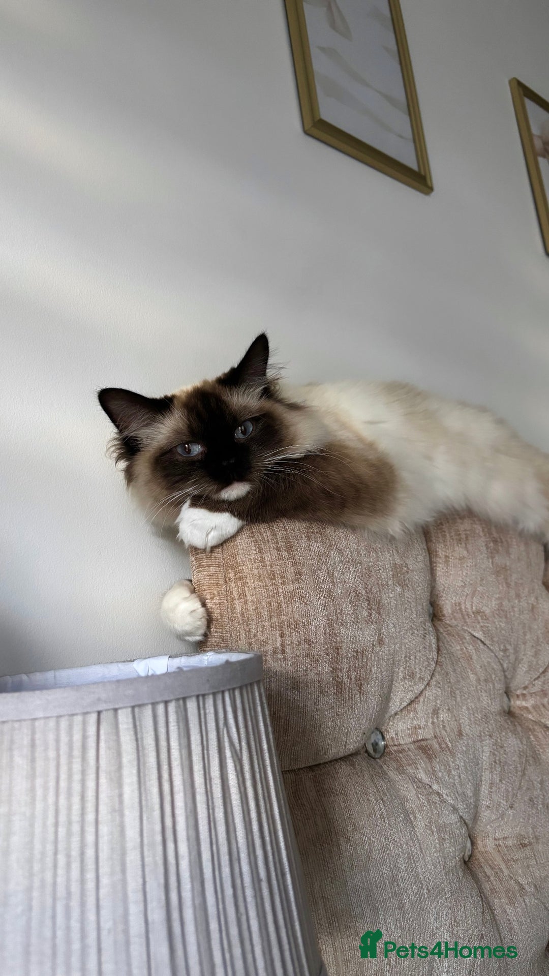 Ragdoll cats for sale: Enzo  - Image 3