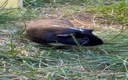 Guinea Pig rodents for sale: Male guinea pigs  - Advert 6