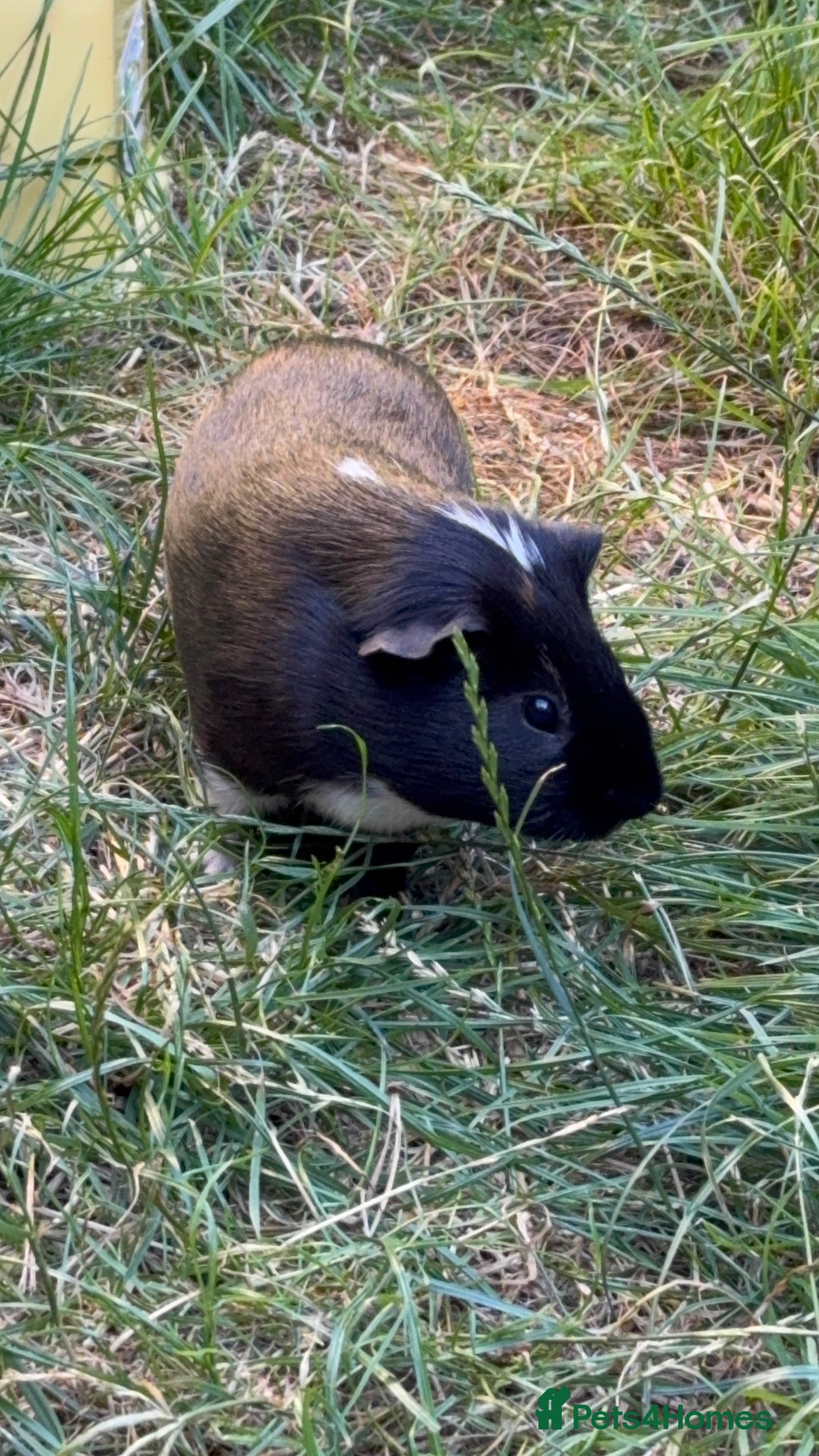 Guinea Pig rodents for sale: Male guinea pigs  - Advert 6