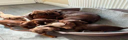 Miniature Dachshund dogs for sale: Miniature dachshund puppies - Advert 24