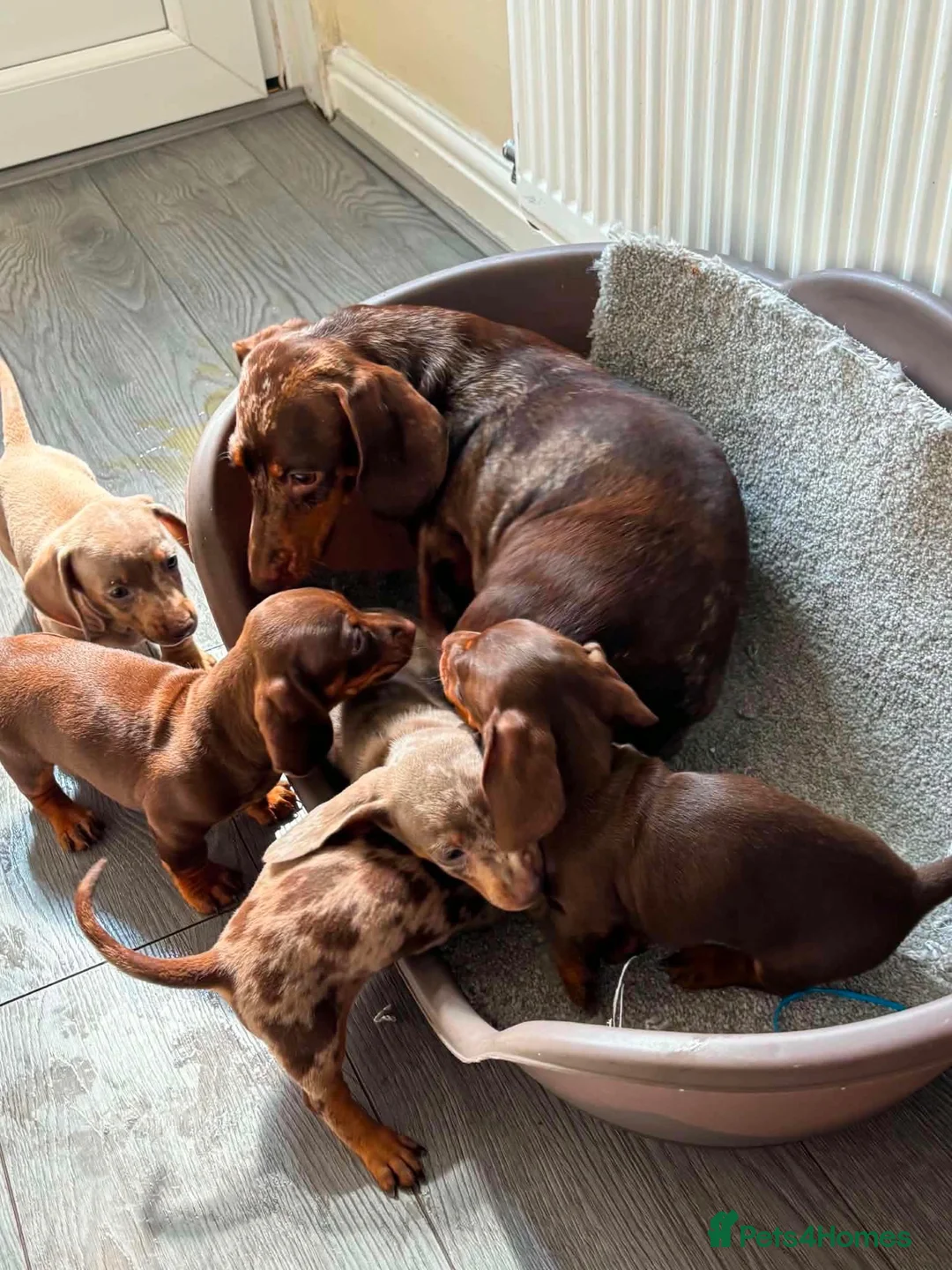 Miniature Dachshund dogs for sale: Miniature dachshund puppies - Advert 24