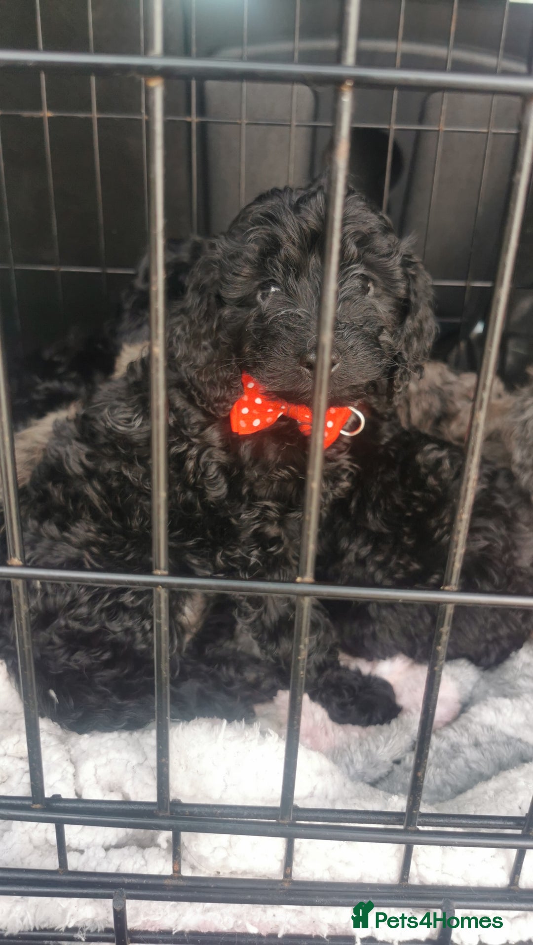 Cockapoo dogs for sale: Cockapoo puppies  - Image 11