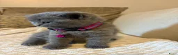 British Shorthair cats for sale: British shorthair kittens  in London - Advert 2