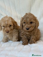 Cockapoo dogs ⭐️cockerpoo puppies⭐️ - Advert 11