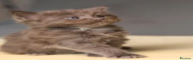 Maine Coon 4