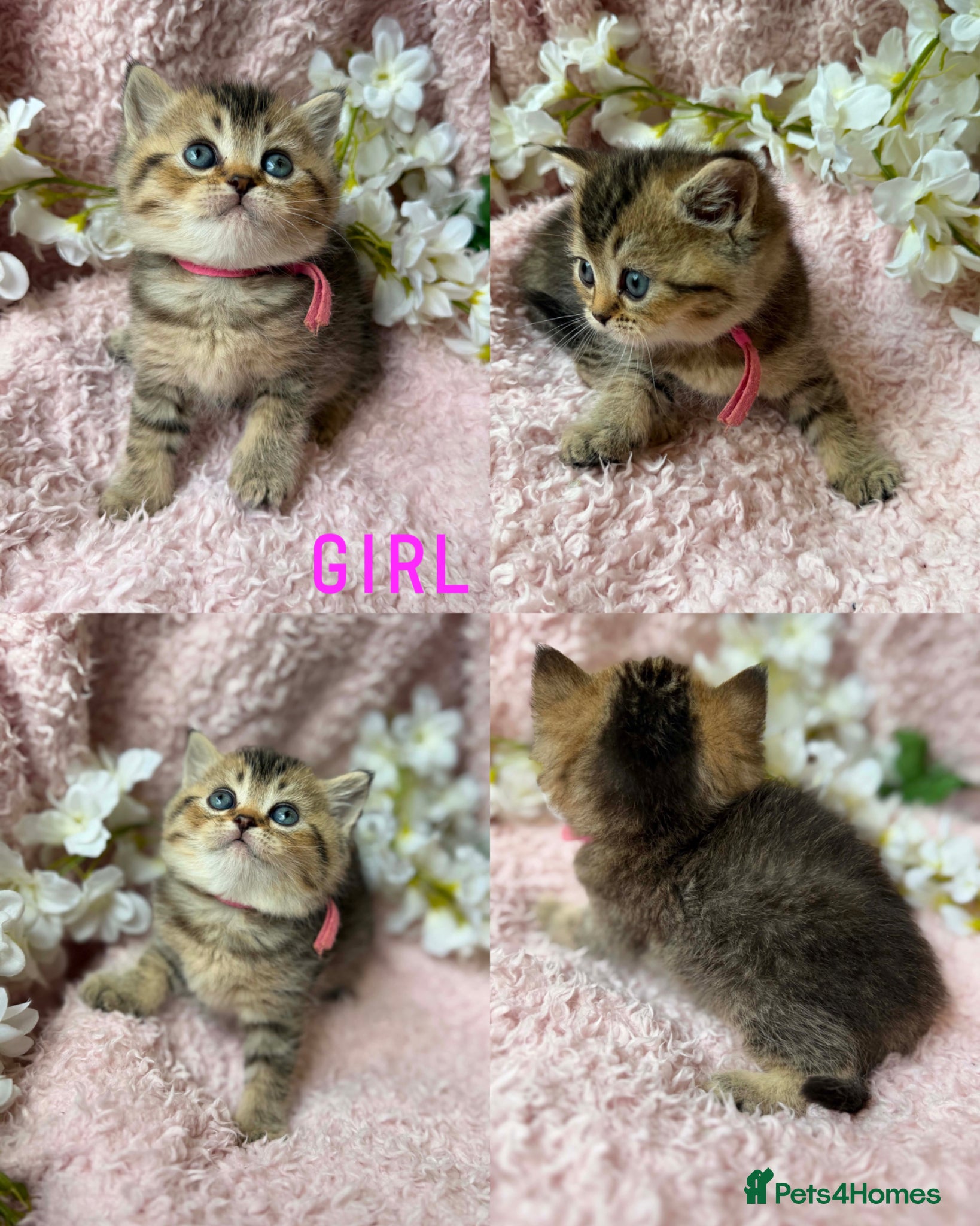 British Shorthair cats ✨TICA REGISTERED BRITISH SHORTHAIR KITTENS✨ - Advert 9