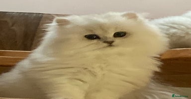 Persian cats in Guildford - Advert 4