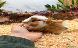 Guinea Pig rodents for sale: 🏡🐹 Multiple pretty Boys available 🐹🏡 - Image 17