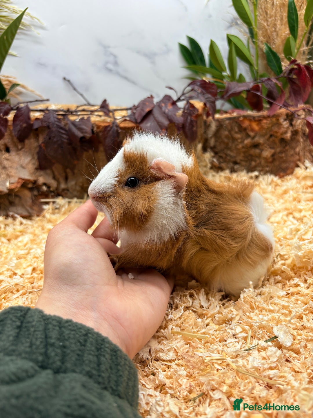 Guinea Pig rodents for sale: 🏡🐹 Multiple pretty Boys available 🐹🏡 - Image 17