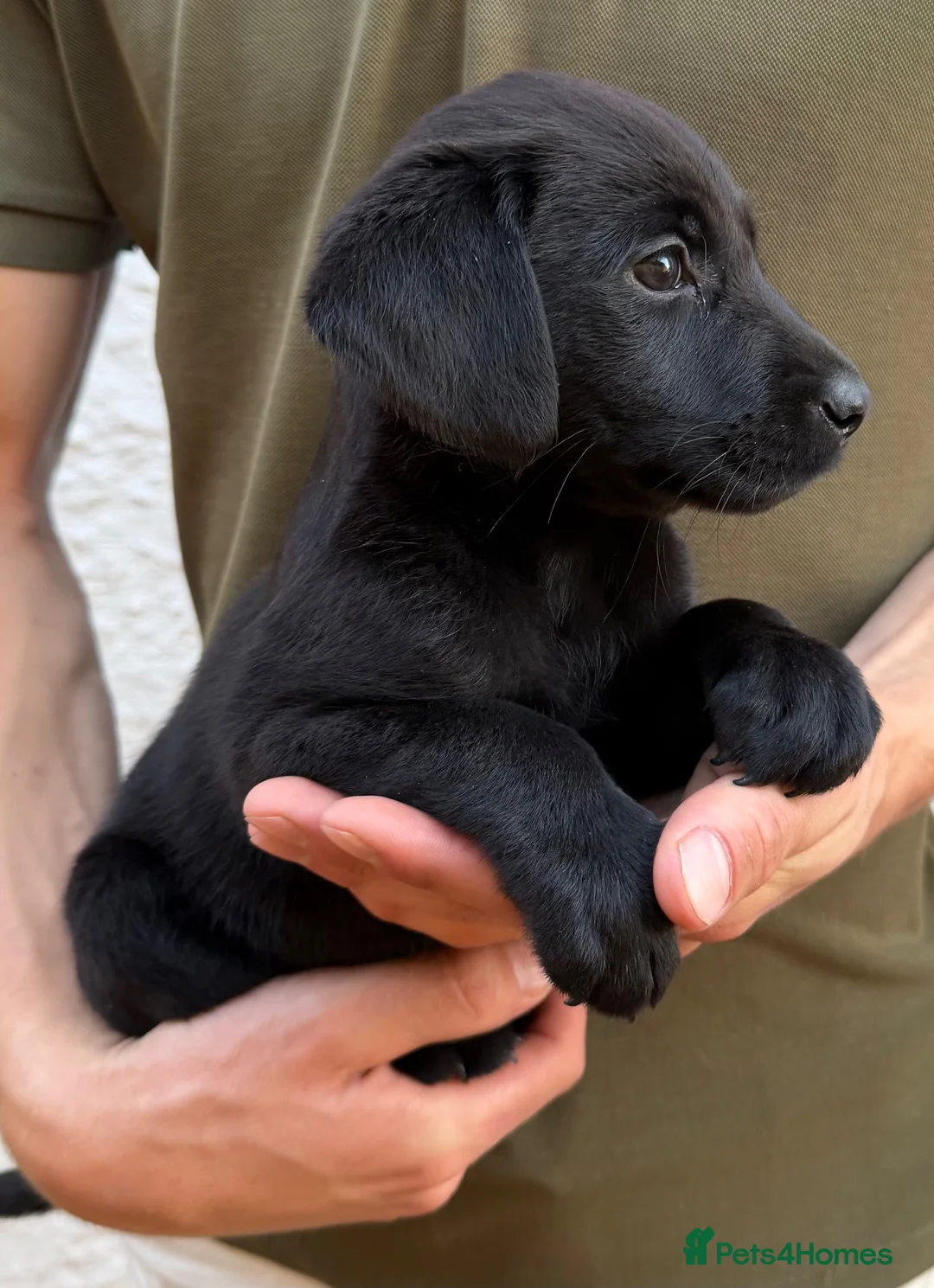 Labrador Retriever dogs for sale: Labrador puppies ready to go  - Advert 2
