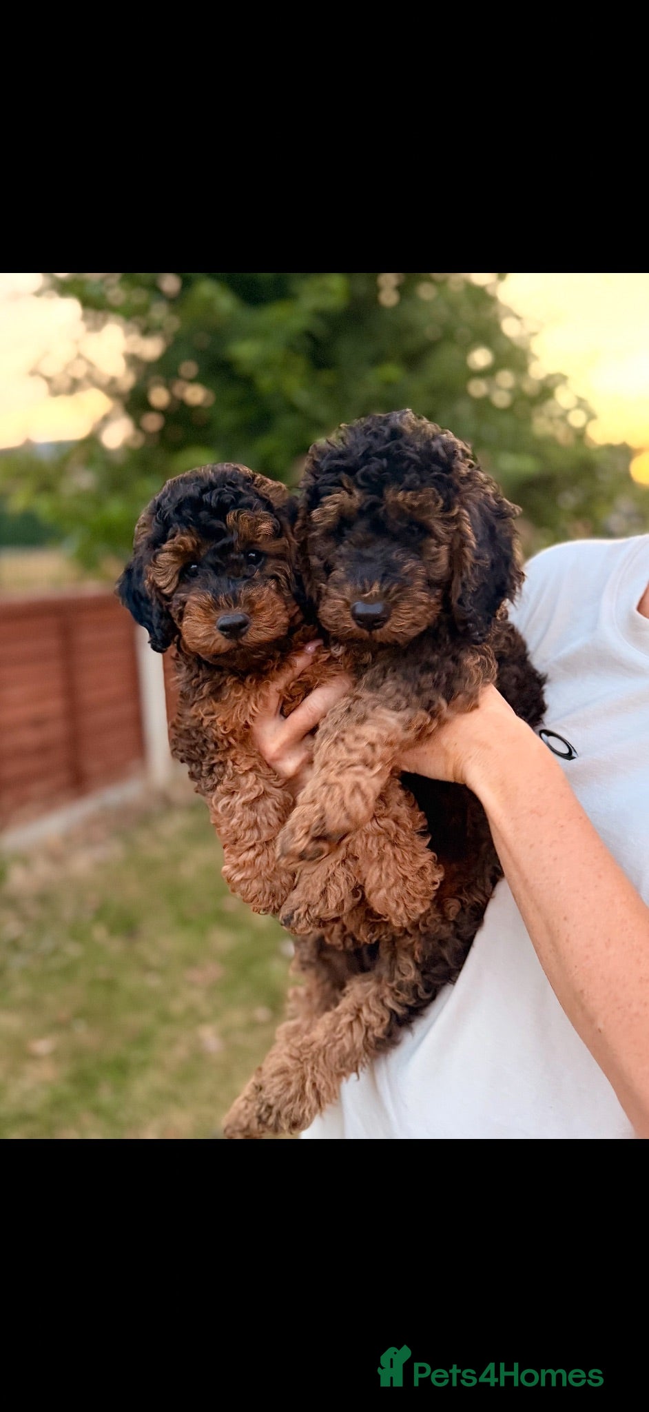 Cockapoo dogs Fully Health Tested Red & Sable F1B Cockapoos 🐶  - Advert 1