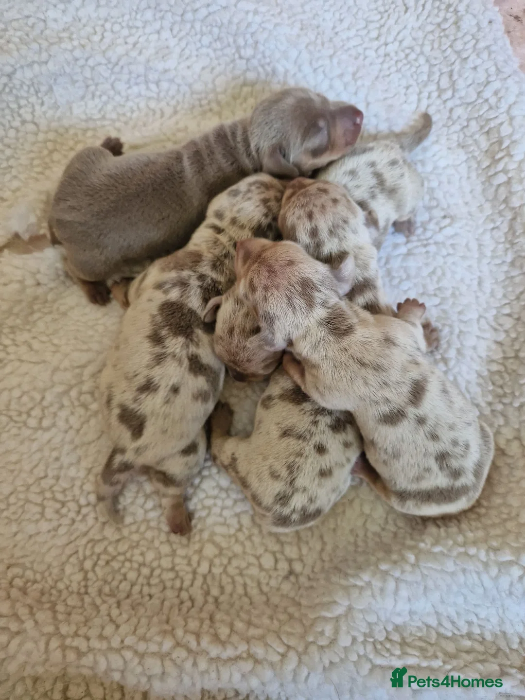 Miniature Dachshund dogs for sale: 5 Miniature Dachshunds  - Advert 2