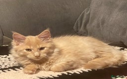 Maine Coon cats for sale: 💖 Maine Coon Kitten Boy Looking for a new home  - Image 3