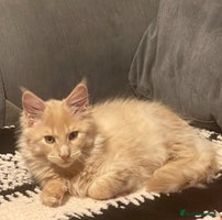 Maine Coon cats 💖 Maine Coon Kitten Boy Looking for a new home - Advert 5