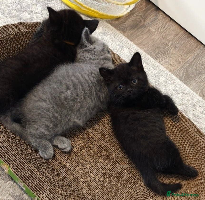 British Shorthair cats BSH GCCF Pedigree Black & Blue Ready Sept - Advert 2
