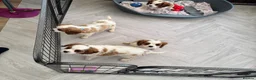 Cavalier King Charles Spaniel dogs for sale: Stunning cavalier King Charles puppies  - Advert 10